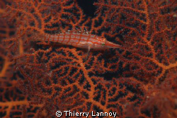 Longnose hawkfish (Oxycirrhites typus) in Cabo Pulmo Mari... by Thierry Lannoy 